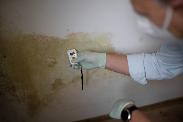 Professional Mold Removal in Lindale, TX