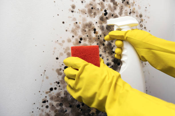 Best Mold Damage Repair  in Lindale, TX