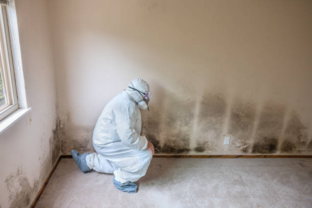 Best Attic Mold Removal  in Lindale, TX