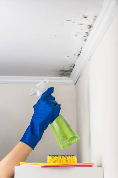 Best Mold Removal Specialists  in Lindale, TX